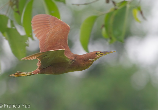 Cinnamon Bittern - display this album Cinnamon Bittern
