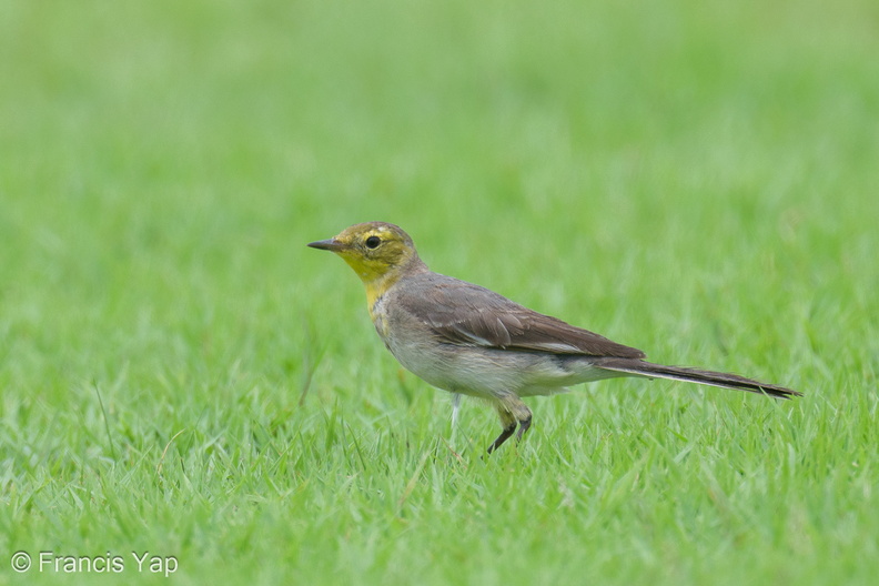 Citrine_Wagtail-240114-214MSDCF-FYP01922-W.jpg