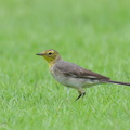 Citrine_Wagtail-240114-214MSDCF-FYP01922-W.jpg