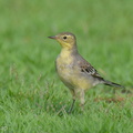 Citrine_Wagtail-240309-218MSDCF-FYP09005-W.jpg