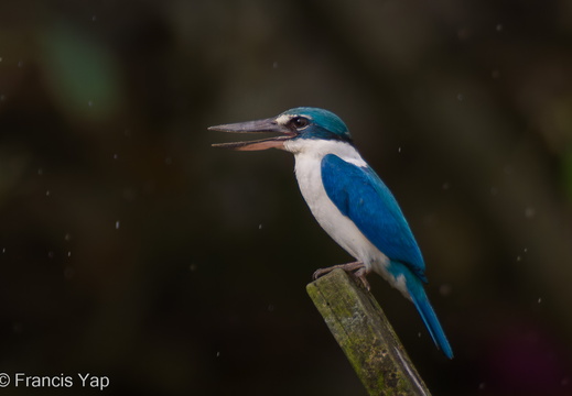 Collared Kingfisher - display this album Collared Kingfisher