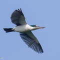 Collared_Kingfisher-210227-100MSDCF-FRY02197-W.jpg
