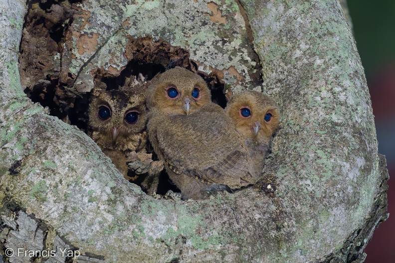 Collared_Scops_Owl-240509-228MSDCF-FYP00371-W.jpg