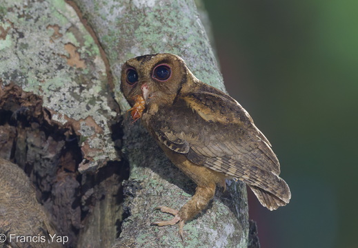 Collared Scops Owl - display this album Collared Scops Owl