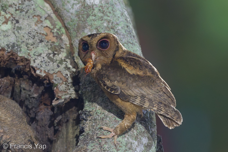 Collared_Scops_Owl-240509-228MSDCF-FYP00760-W.jpg