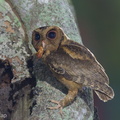 Collared_Scops_Owl-240509-228MSDCF-FYP00760-W.jpg