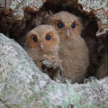 Collared_Scops_Owl-240509-228MSDCF-FYP00921-W.jpg
