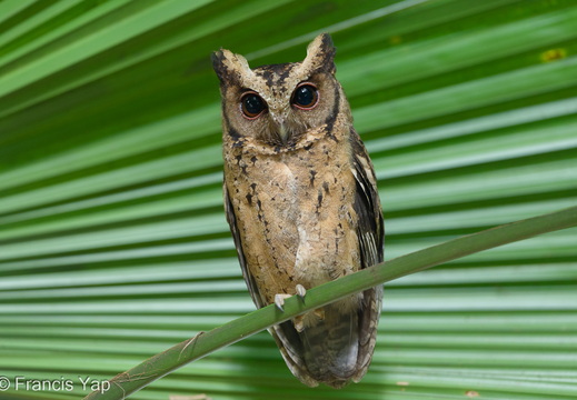 Collared Scops Owl