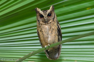 Collared Scops Owl-251201-138FRYAP-FYA09104-W.jpg