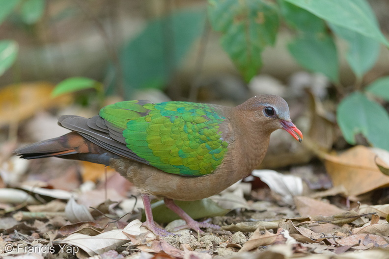 Common_Emerald_Dove-150130-120EOS1D-FY1X1542-W.jpg