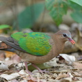 Common_Emerald_Dove-150130-120EOS1D-FY1X1542-W.jpg