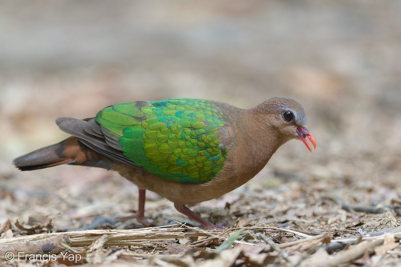 Common_Emerald_Dove-150130-120EOS1D-FY1X1605-W.jpg