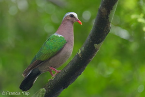 Common Emerald Dove-251122-134FRYAP-FYA04218-W.jpg
