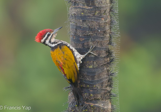 Common Flameback - display this album Common Flameback