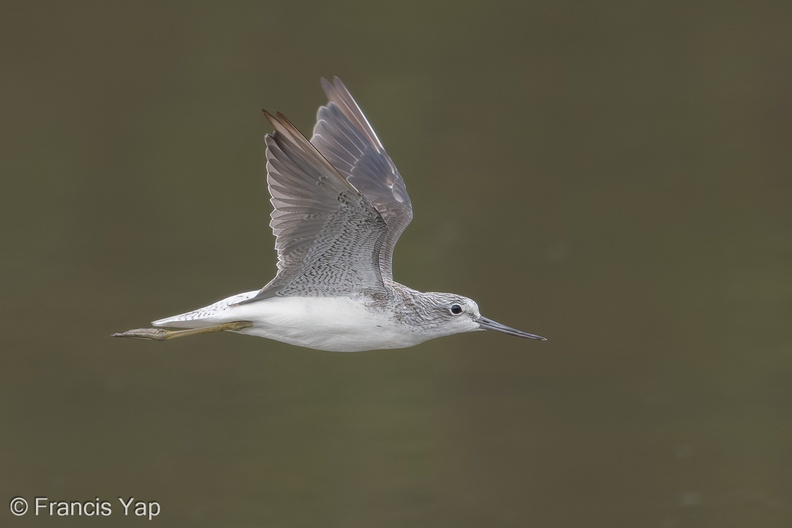 Common_Greenshank-171024-105ND500-FYP_2066-W.jpg