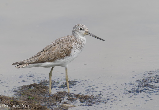 Common Greenshank - display this album Common Greenshank