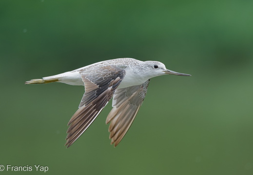 Common Greenshank - display this album Common Greenshank