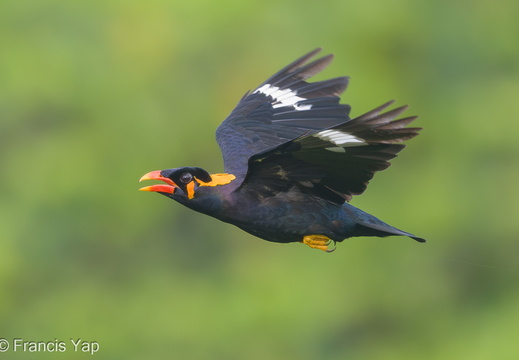 Common Hill Myna - display this album Common Hill Myna