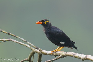 Common Hill Myna-250509-106FRYAP-FYA05171-W.jpg