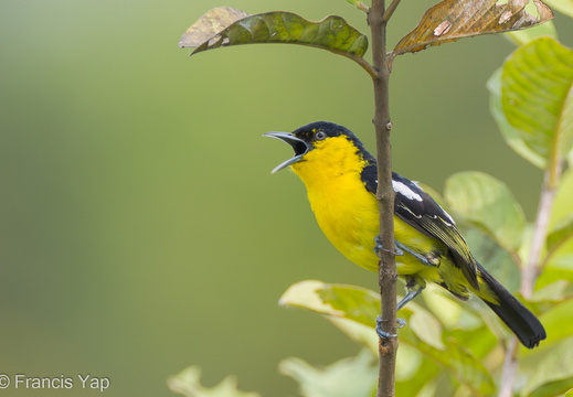 Common Iora - display this album Common Iora