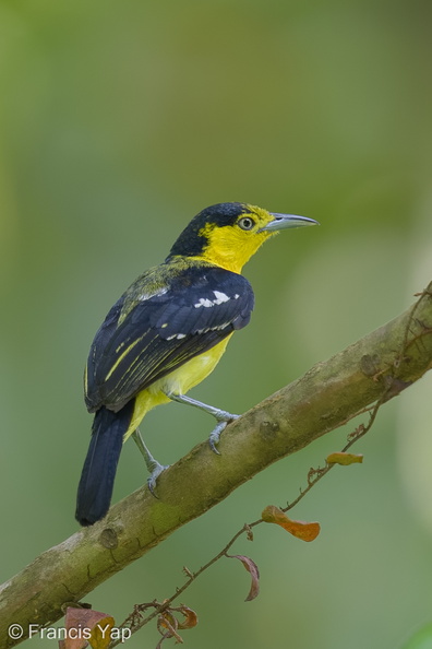 Common_Iora-140424-115EOS1D-FY1X8027-W.jpg