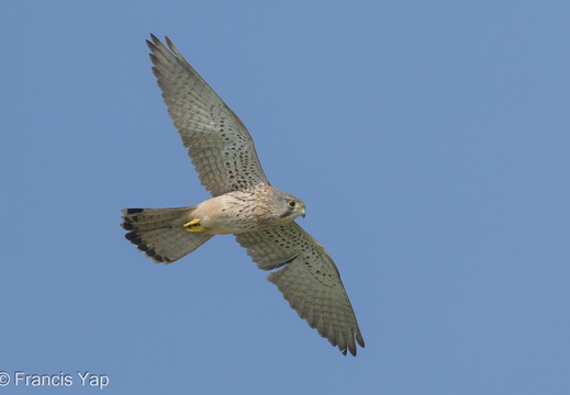 Common Kestrel - display this album Common Kestrel