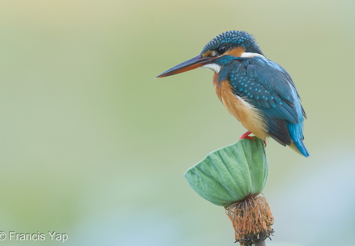 Common Kingfisher - display this album Common Kingfisher