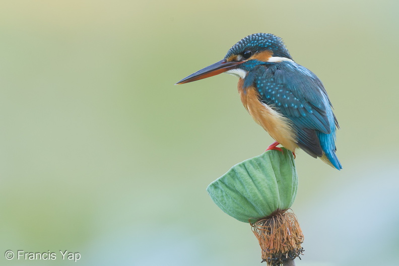 Common_Kingfisher-160218-123EOS1D-FY1X5545-W.jpg
