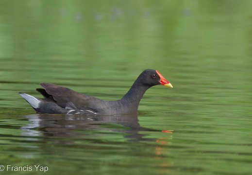 Common Moorhen - display this album Common Moorhen