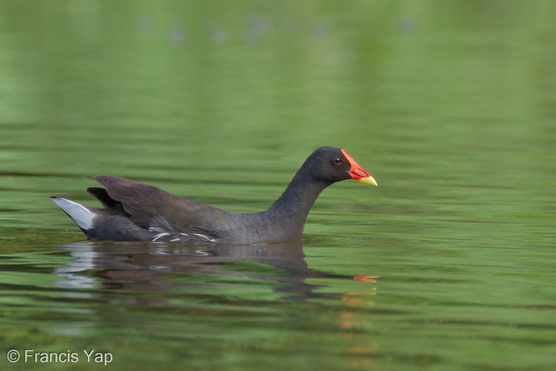 Common_Moorhen-111029-108EOS7D-IMG_9212-W.jpg