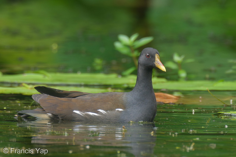 Common_Moorhen-230212-166MSDCF-FYP07256-W.jpg
