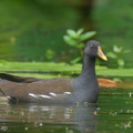 Common_Moorhen-230212-166MSDCF-FYP07256-W.jpg
