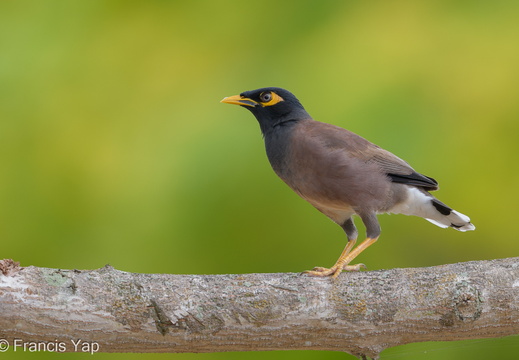 Common Myna - display this album Common Myna