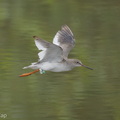 Common_Redshank-171024-105ND500-FYP_2021-W.jpg