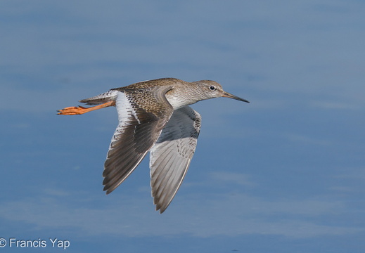Common Redshank - display this album Common Redshank