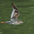 Common_Redshank-200903-117MSDCF-FYP01261-W.jpg