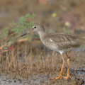 Common_Redshank-220917-154MSDCF-FYP05807-W.jpg