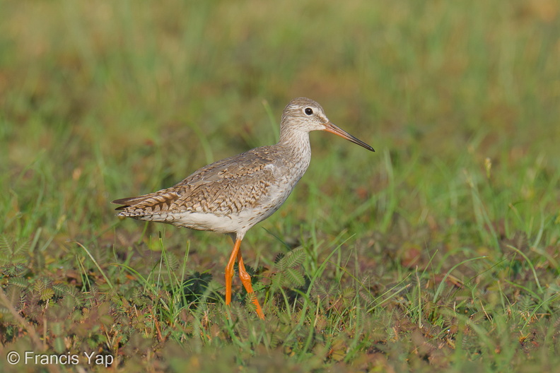 Common_Redshank-250819-119FRYAP-FYA06641-W.jpg