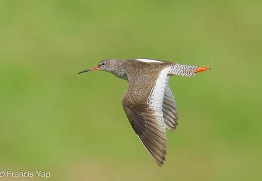 Common Redshank - display this album Common Redshank
