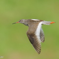 Common_Redshank-250819-119FRYAP-FYA07694-W.jpg