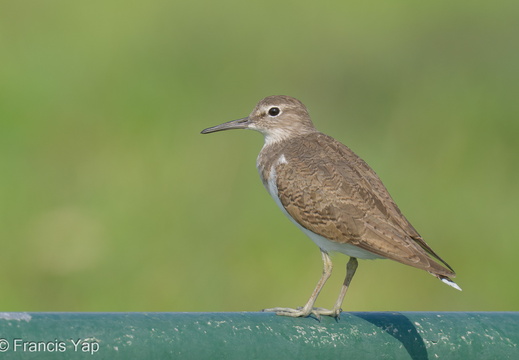 Common Sandpiper - display this album Common Sandpiper