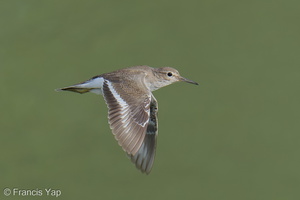 Common Sandpiper-250923-123FRYAP-FYA09465-W.jpg