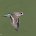 Common_Sandpiper-250923-123FRYAP-FYA09465-W.jpg