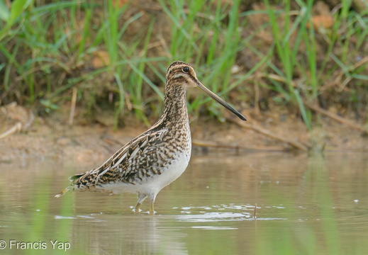 Common Snipe - display this album Common Snipe