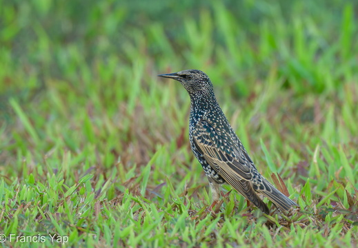 Common Starling - display this album Common Starling