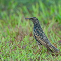 Common_Starling-211213-133MSDCF-FRY01090-W.jpg