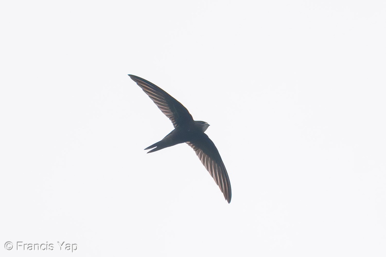 Common_Swift-201009-118MSDCF-FYP09278-W.jpg