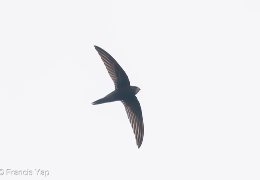 Common Swift - display this album Common Swift