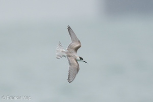 Common Tern-201018-120MSDCF-FYP02634-W.jpg