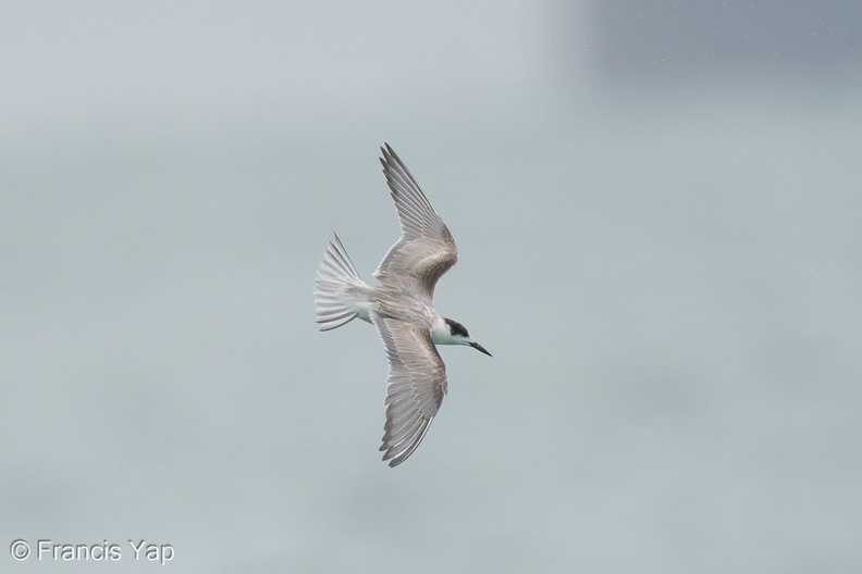 Common_Tern-201018-120MSDCF-FYP02634-W.jpg
